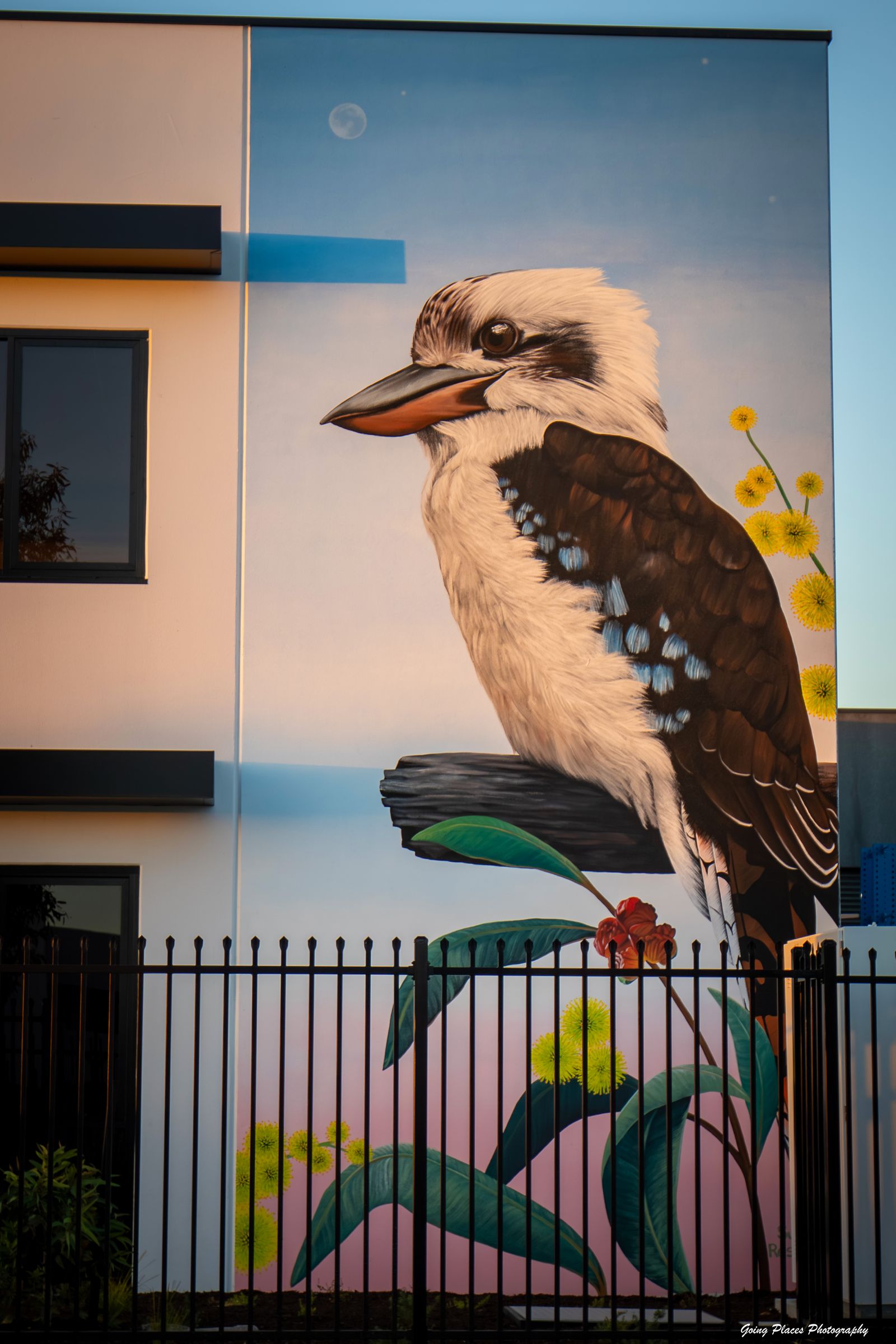 Kookaburra mural painted on the building exterior